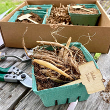 Load image into Gallery viewer, Unique Dahlia Garden Gift Box - Dinnerplate Dahlias - The Celtic Farm