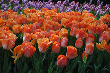 Load image into Gallery viewer, unique large tulip bulbs