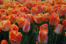 Load image into Gallery viewer, peach tulip bulbs