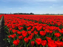 Load image into Gallery viewer, planting tulips