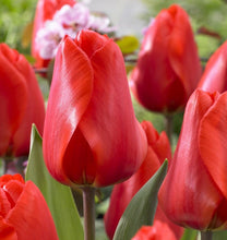 Load image into Gallery viewer, Gardening Gift Box - Fall/Winter Tulip Planting Set (Bulb Planter, Copper Garden Markers and Tulips - The Celtic Farm
