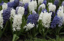 Load image into Gallery viewer, Hyacinth Bulb Mix (20) - Hyacinthus Orientalis 'Blues Mix' - The Celtic Farm