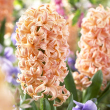 Load image into Gallery viewer, Hyacinth Bulbs (20) - Hyacinthus Orientalis 'Gypsy Queen' - Large Peach Colored Hyacinth Bulbs - The Celtic Farm