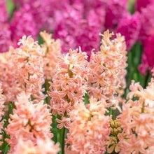 Load image into Gallery viewer, Hyacinth Bulbs (20) - Hyacinthus Orientalis 'Gypsy Queen' - Large Peach Colored Hyacinth Bulbs - The Celtic Farm