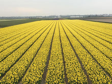 Load image into Gallery viewer, Large Quality Daffodil Bulbs (25) - Imported From Holland - Narcissi "Carlton" Bulbs for Sale - The Celtic Farm