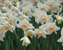 Load image into Gallery viewer, Large Salmon Cup Quality Daffodil Bulbs (25) - Imported From Holland - Narcissi "Passionale" Bulbs for Sale - The Celtic Farm