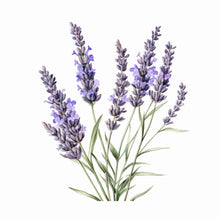 Load image into Gallery viewer, Lavender Flower Stationery - Note Cards and Envelopes (10) - The Celtic Farm
