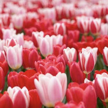 Load image into Gallery viewer, Tulip Bulb "Delight" Mix (20) Size 12+ - Tulip Bulbs for Sale - The Celtic Farm