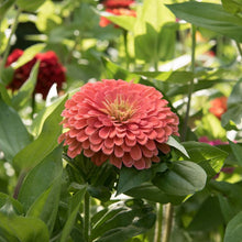 Load image into Gallery viewer, Zany for Zinnias - Our Grow Kit Gift Box with Zinnias - The Celtic Farm