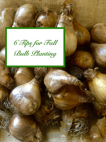 How To Plant Fall Flower Bulbs