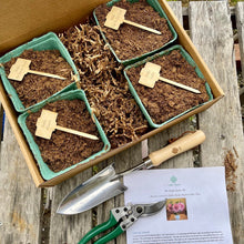 Load image into Gallery viewer, Beautiful Peony Garden Gift Box - Peony Roots &amp; Tools - The Celtic Farm