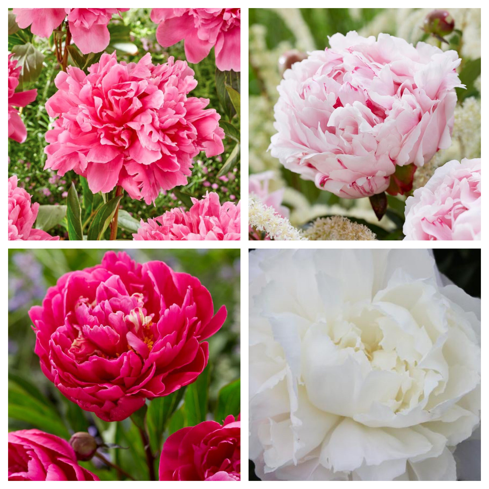 Beautiful Peonies Box