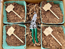Load image into Gallery viewer, Beautiful Peony Garden Gift Box - Peony Roots &amp; Tools - The Celtic Farm