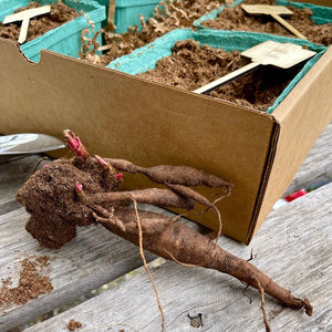 Beautiful Peony Garden Gift Box - Peony Roots & Tools - The Celtic Farm
