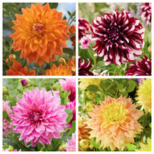 Load image into Gallery viewer, Unique Dahlia Garden Gift Box - Dinnerplate Dahlias - The Celtic Farm
