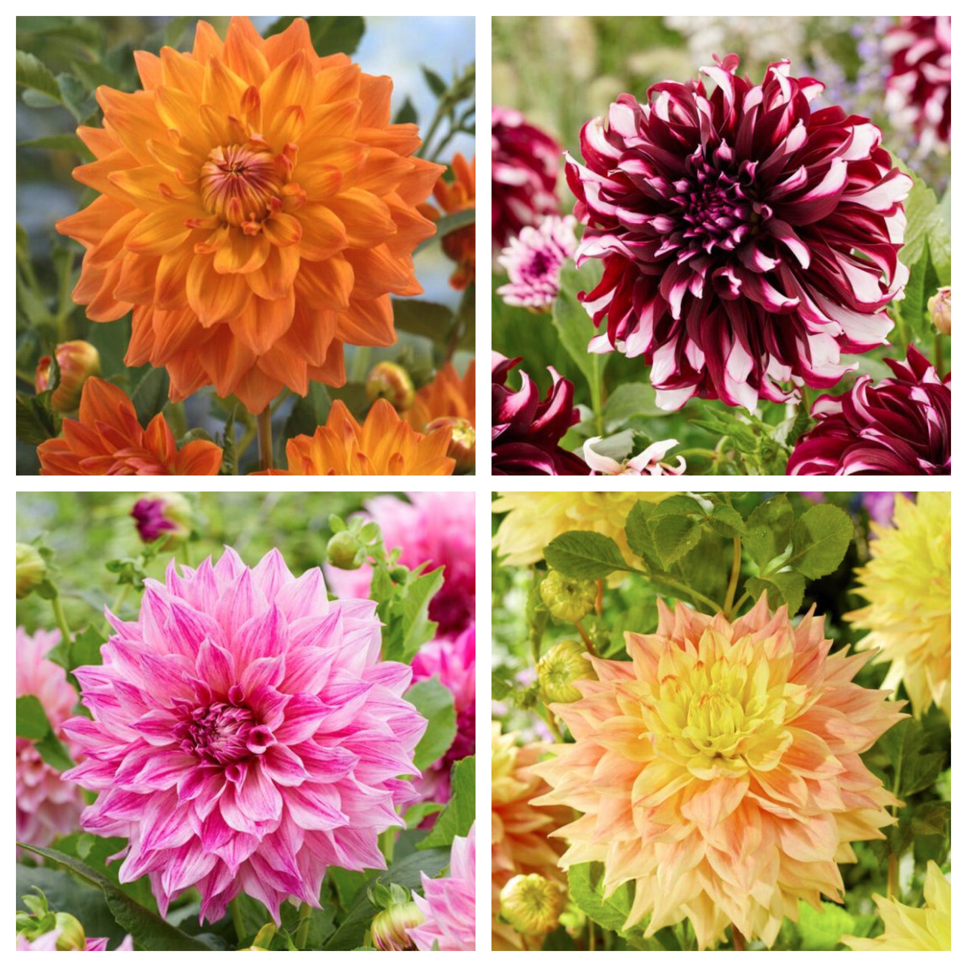 Unique Dahlia Garden Gift Box
