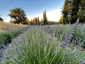 2021 Harvested Dried Lavender Bunch (250 Stems)