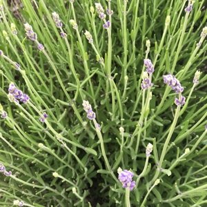 Lavender Farm Grown Sachets