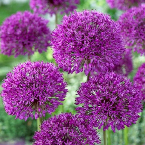 Allium Bulbs - Tall Purple Sensation