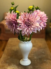 Load image into Gallery viewer, cafe au lait dahlia tubers bulbs