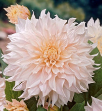 Load image into Gallery viewer, The Dahlia Cafe Au Lait