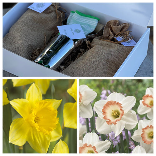 Daffodil Bulb Garden Gift Box