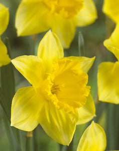 Daffodil Garden Gift Box - Daffodils, Bulb Planter and Gloves - The Celtic Farm