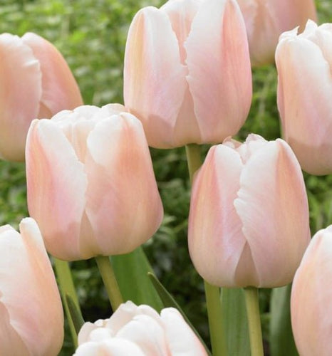 Darwin Hybrid 'Apricot Impression' Tulip Bulbs (20) Size 12+ - Imported From Holland - Tulip Bulbs for Sale