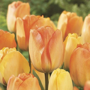 Darwin Hybrid 'Daydream' Tulip Bulbs (20) Size 12+ - Imported From Holland - Tulip Bulbs for Sale - The Celtic Farm