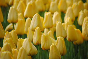 quality large tulip bulbs in yellow