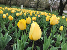 Load image into Gallery viewer, bulk yellow tulips for planting in fall
