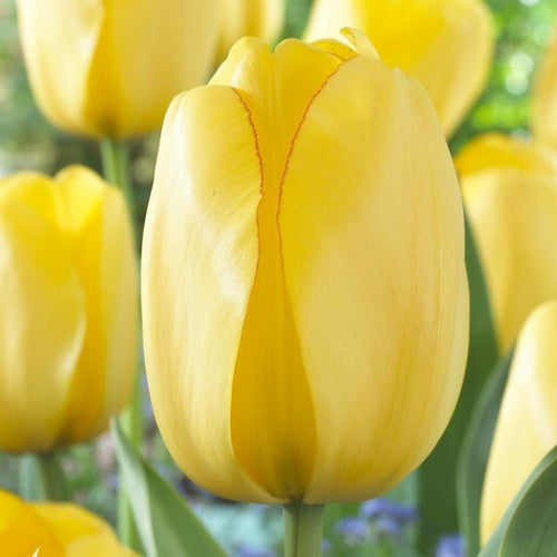 yellow tulip bulbs from holland