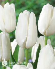 Load image into Gallery viewer, Large Darwin white Tulips Tulipa