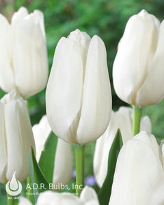 Large Darwin white Tulips Tulipa