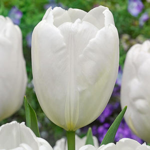 White Large Dutch Tulip Bulbs in Bulk
