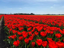 Load image into Gallery viewer, planting tulips