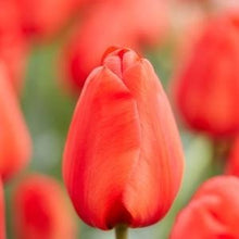 Load image into Gallery viewer, how to plant tulips