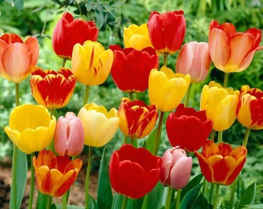 Darwin Hybrid Mixture Tulip Bulbs (20) Size 12+ - Imported From Holland - Tulip Bulbs for Sale