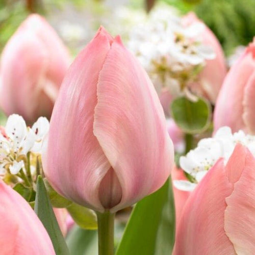 Darwin Hybrid 'Salmon Van Eyk' Pink Tulip Bulbs (20) Size 12+ - Imported From Holland - Tulip Bulbs for Sale - The Celtic Farm