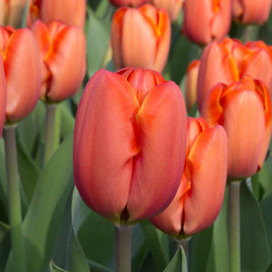 Tulips Peach and Melon for Sale
