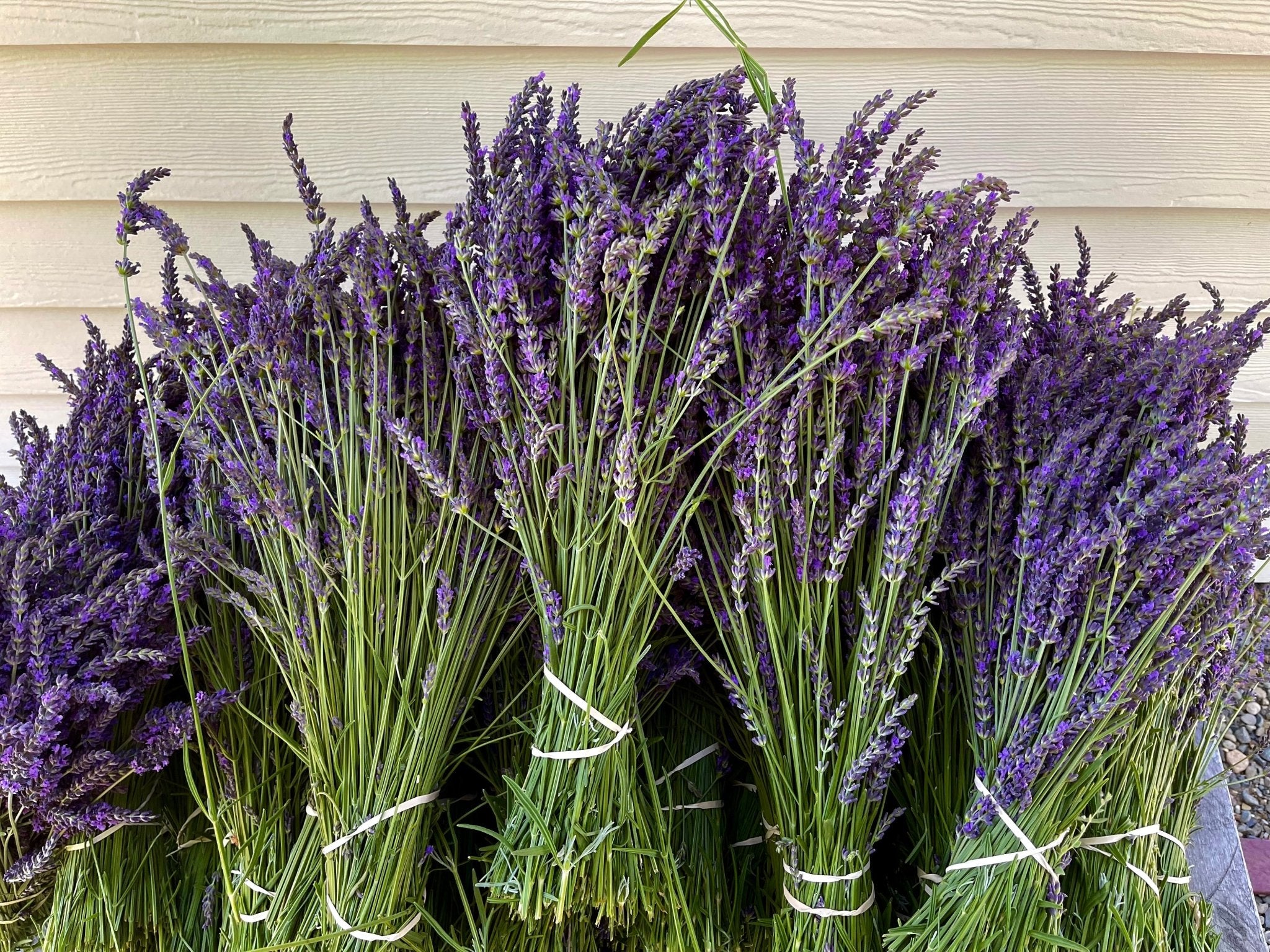 Lavender Flower Bud Dried Herb – Alywillow