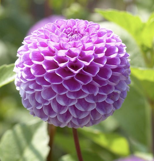 ball dahlia seeds Franz Kafka Purple Ball Dahlia Bulbs