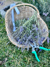 Load image into Gallery viewer, French Lavender Scoop Basket