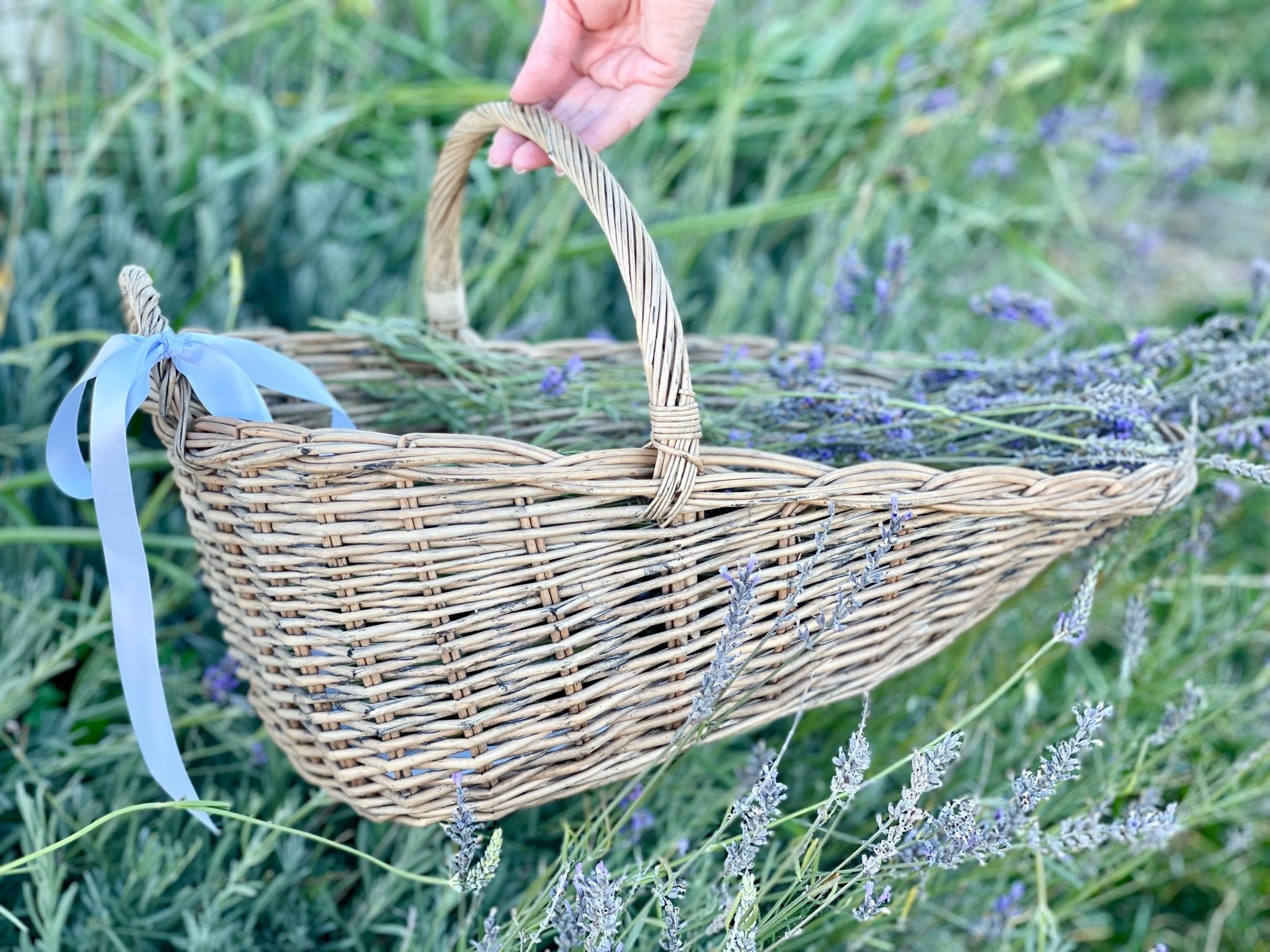 lavender flower basket French Lavender Scoop Basket
