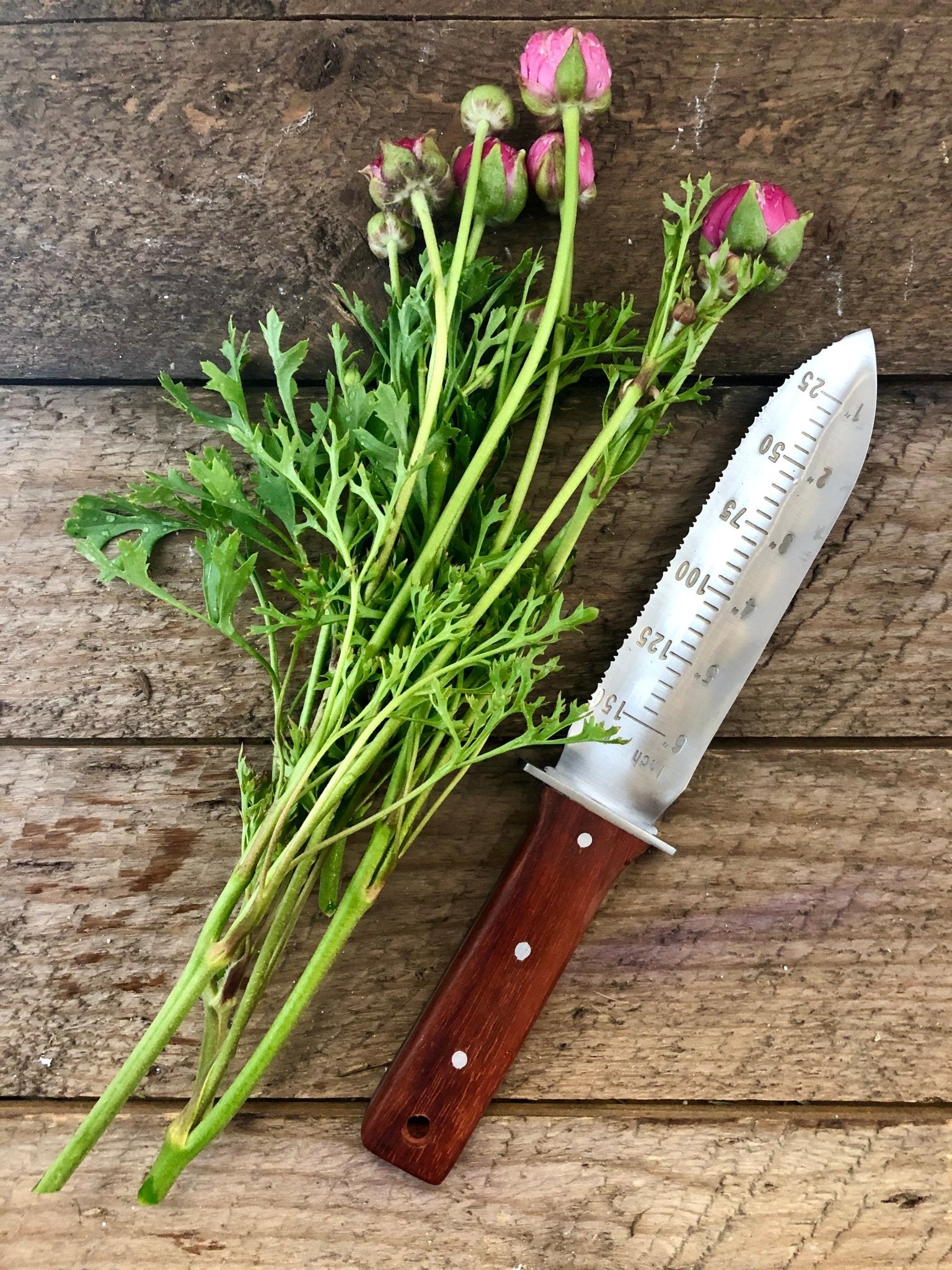 best weeding and all around planting tool - the Hori Hori