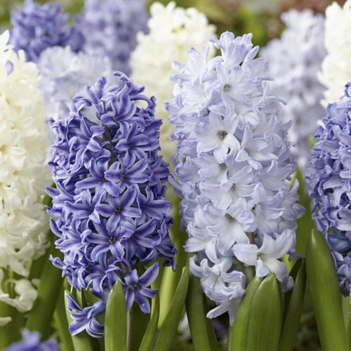 Hyacinth Bulb Mix (20) - Hyacinthus Orientalis 'Blues Mix' - The Celtic Farm