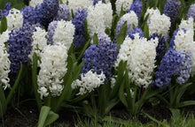 Load image into Gallery viewer, Hyacinth Bulb Mix (20) - Hyacinthus Orientalis &#39;Blues Mix&#39; - The Celtic Farm