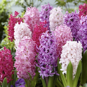 Hyacinth Bulb Mix (20) - Hyacinthus Orientalis 'Pinks Mix' - The Celtic Farm