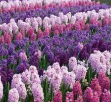 Load image into Gallery viewer, Hyacinth Bulb Mix (20) - Hyacinthus Orientalis &#39;Pinks Mix&#39; - The Celtic Farm
