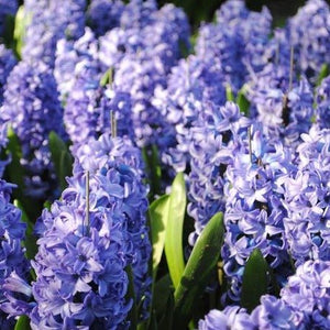 Hyacinth Bulbs (20) - Hyacinthus Orientalis 'Delft Blue' - Large Blue Hyacinth Bulbs - The Celtic Farm